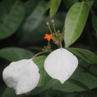 Mussaenda frondosa L.